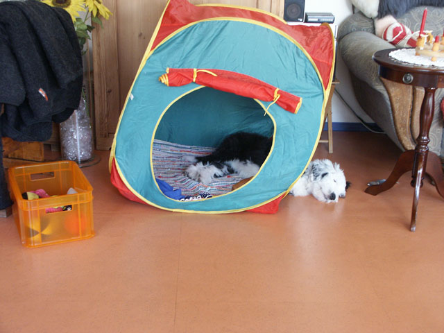 sally gaertner Bobtail 