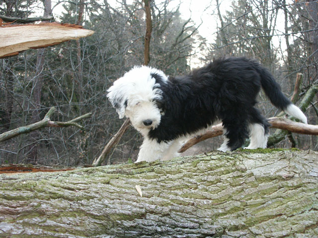 sally gaertner Bobtail 