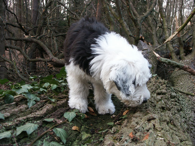 sally gaertner Bobtail 