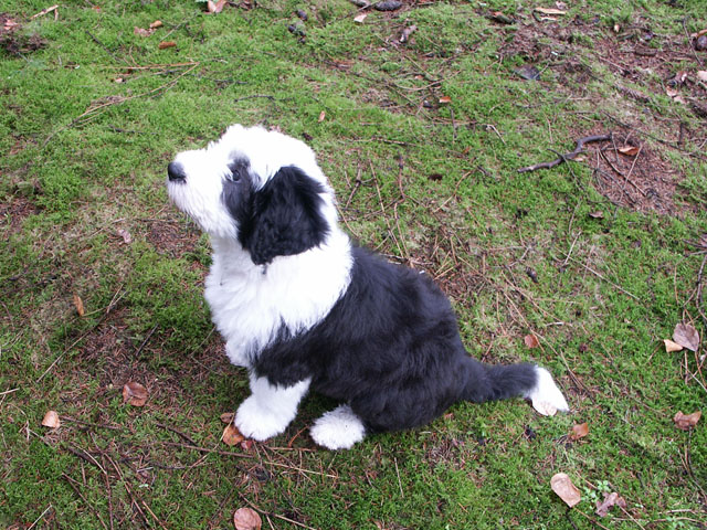 sally gaertner Bobtail 