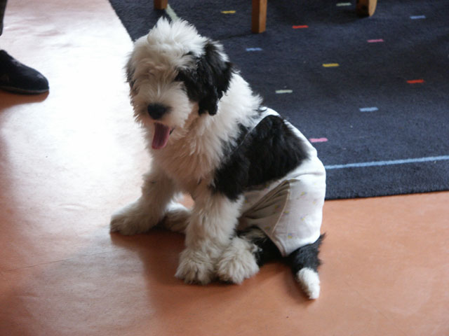 sally gaertner Bobtail 