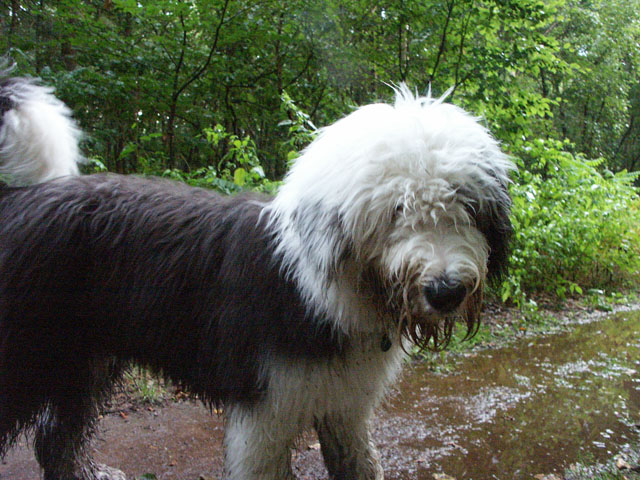 sally gaertner Bobtail 