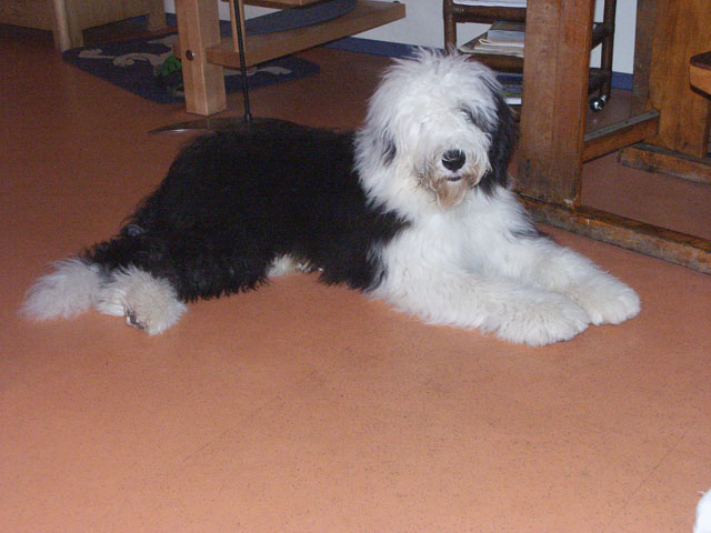 sally gaertner Bobtail 