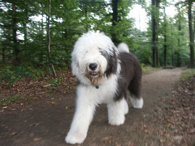 sally gaertner Bobtail 