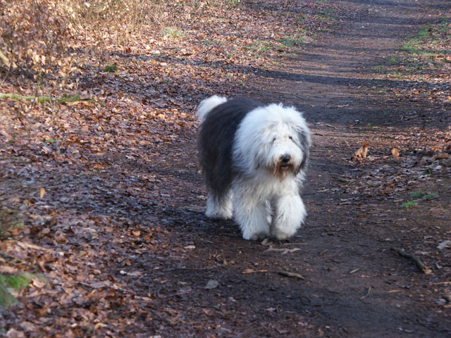 sally gaertner Bobtail 