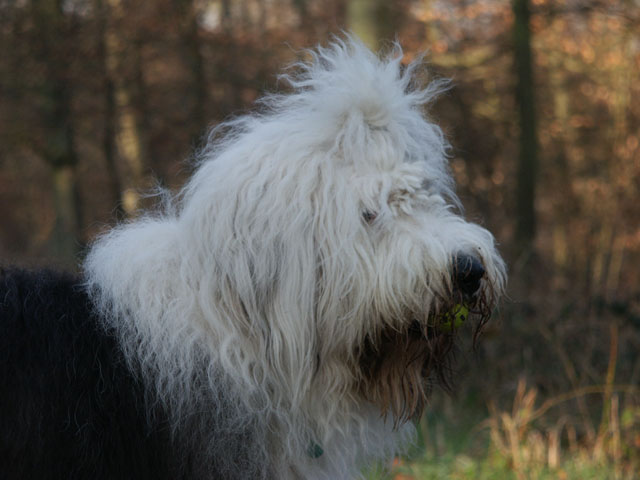 sally gaertner Bobtail 