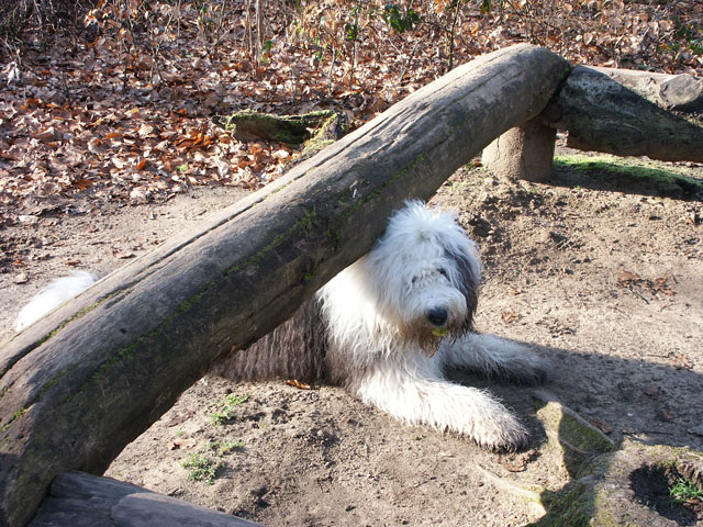 sally gaertner Bobtail 