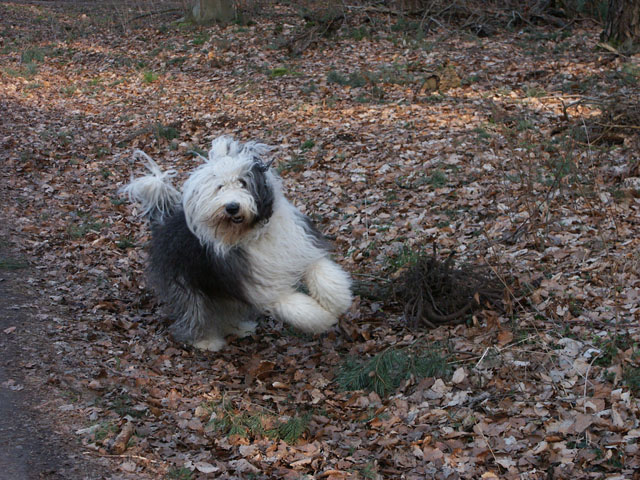 sally gaertner Bobtail 