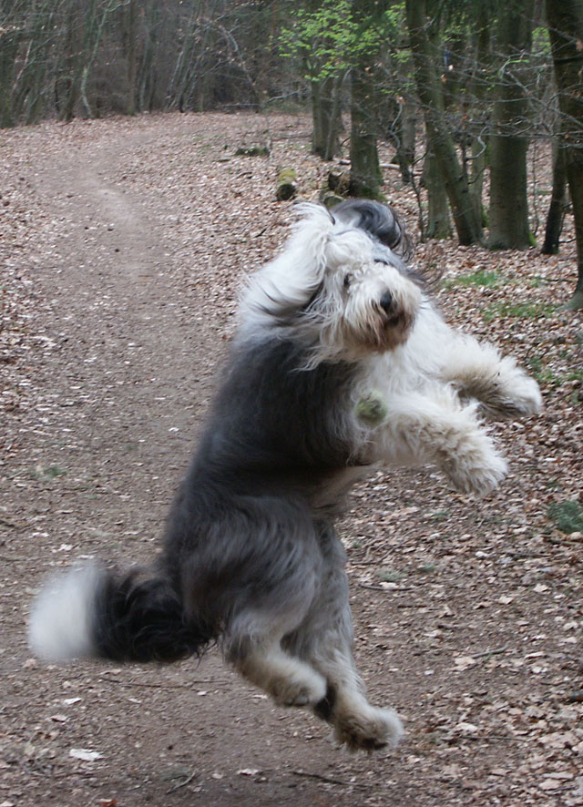 sally gaertner Bobtail 