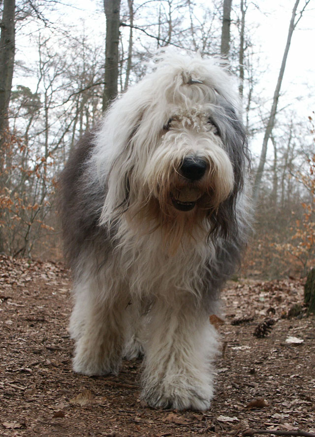 sally gaertner Bobtail 