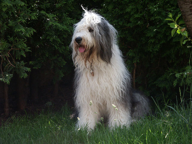 sally gaertner Bobtail 