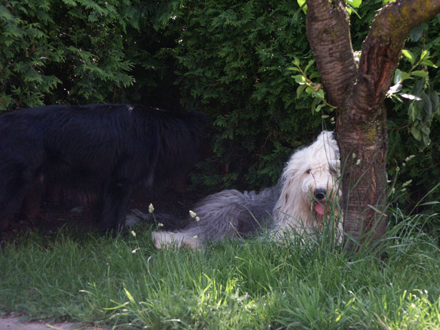 sally gaertner Bobtail