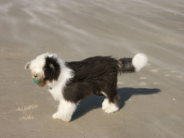 sally gaertner Bobtail D&auml;nemark