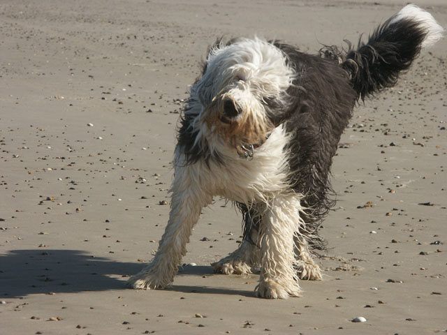 sally gaertner Bobtail D&auml;nemark
