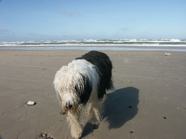 sally gaertner Bobtail D&auml;nemark