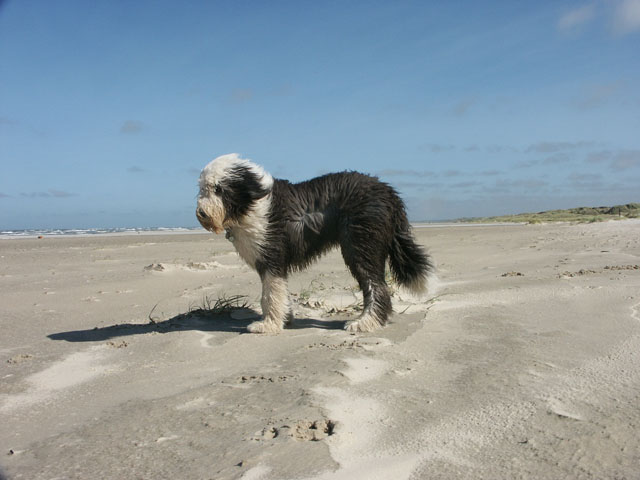 sally gaertner Bobtail D&auml;nemark