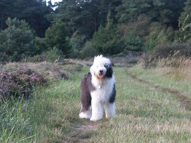 sally gaertner Bobtail D&auml;nemark