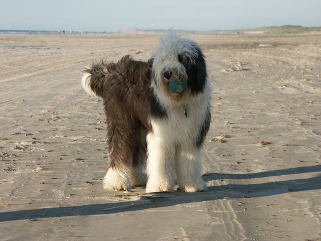 sally gaertner Bobtail D&auml;nemark