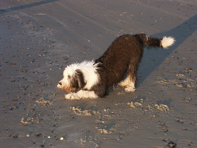 sally gaertner Bobtail D&auml;nemark