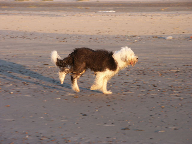 sally gaertner Bobtail D&auml;nemark