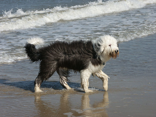 sally gaertner Bobtail D&auml;nemark