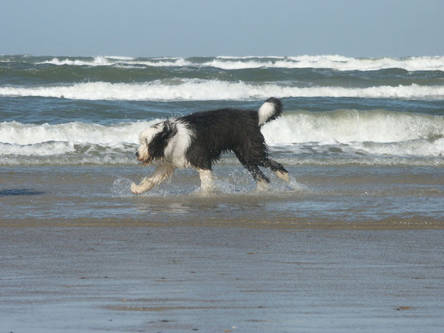 sally gaertner Bobtail D&auml;nemark