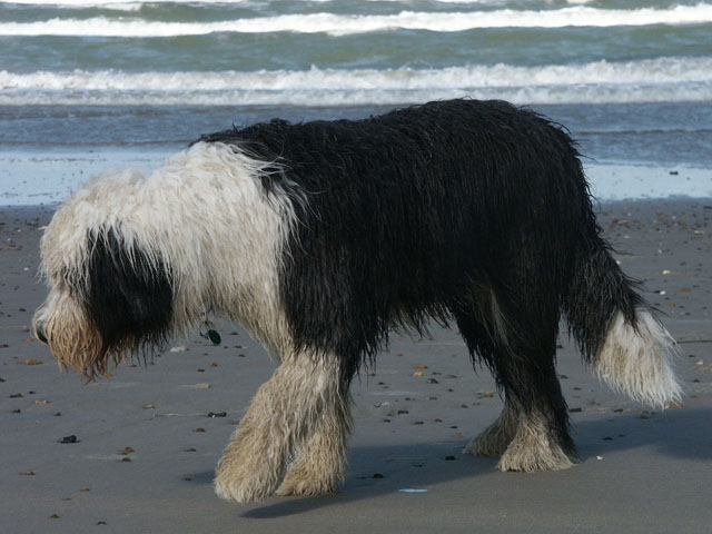 sally gaertner Bobtail D&auml;nemark