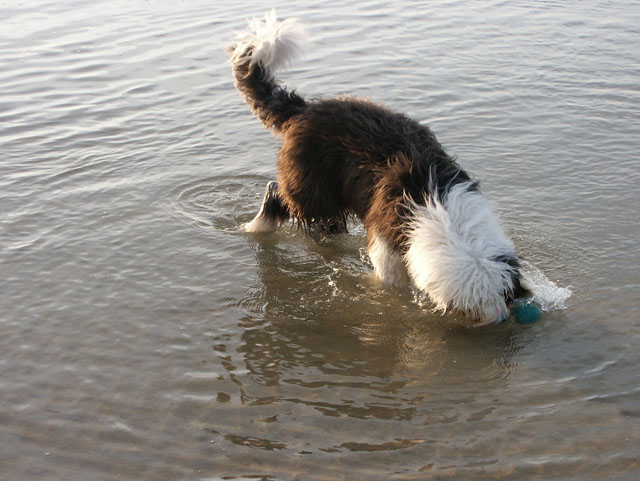 sally gaertner Bobtail D&auml;nemark