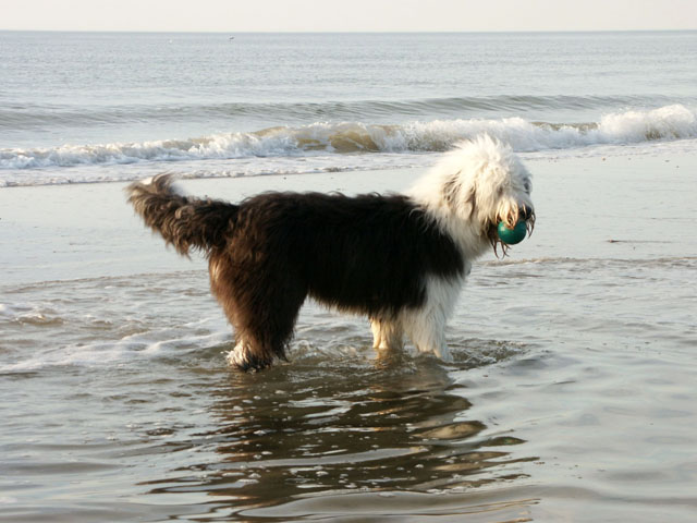 sally gaertner Bobtail D&auml;nemark