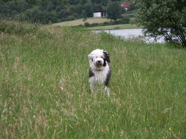 sally gaertner Bobtail Niddatalsperre