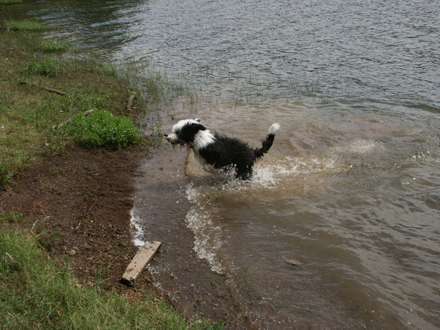 sally gaertner Bobtail Niddatalsperre
