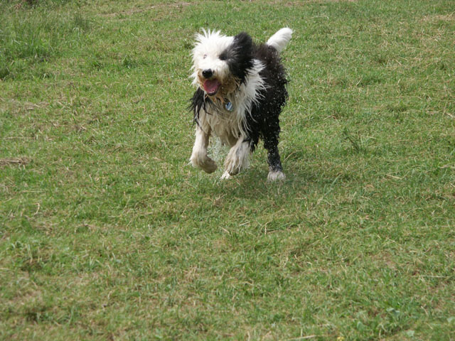 sally gaertner Bobtail Niddatalsperre