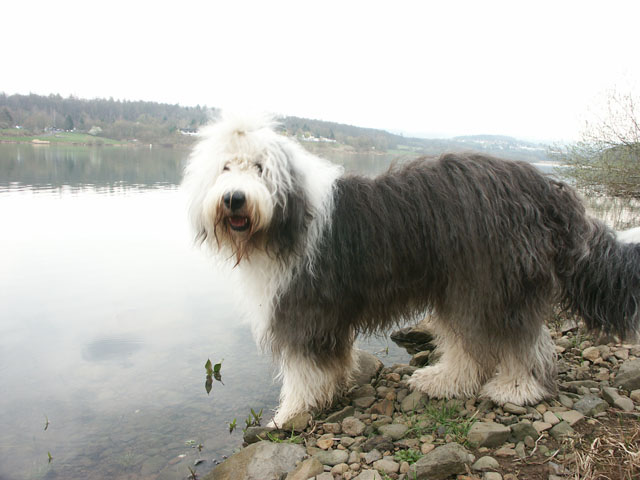 sally gaertner Bobtail Niddatalsperre