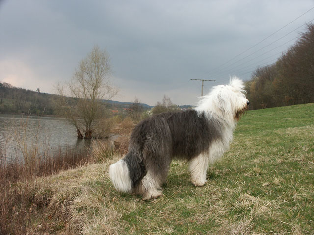 sally gaertner Bobtail Niddatalsperre