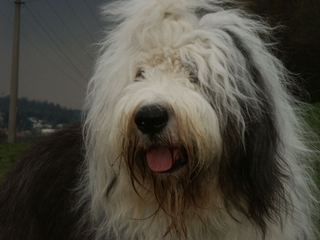 sally gaertner Bobtail Niddatalsperre