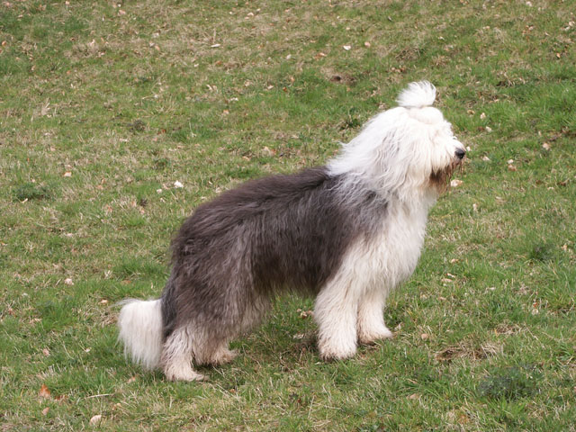 sally gaertner Bobtail Niddatalsperre