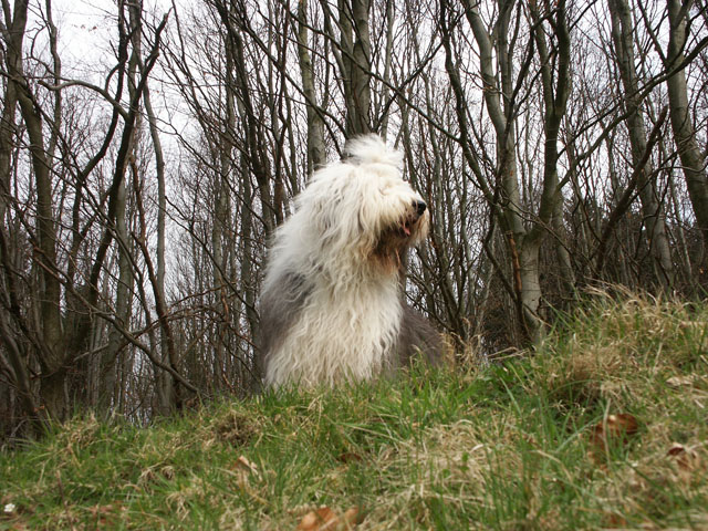 sally gaertner Bobtail Niddatalsperre