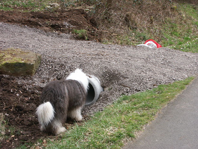 sally gaertner Bobtail Niddatalsperre Eva