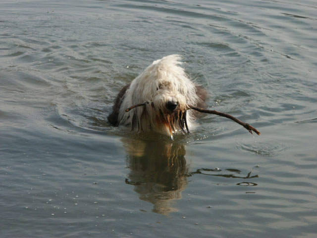 sally gaertner Bobtail Niddatalsperre