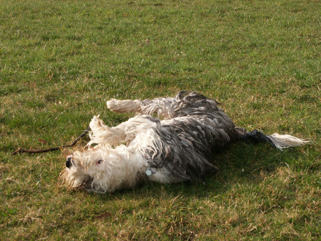 sally gaertner Bobtail Niddatalsperre