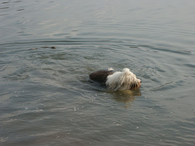 sally gaertner Bobtail Niddatalsperre schwimmen
