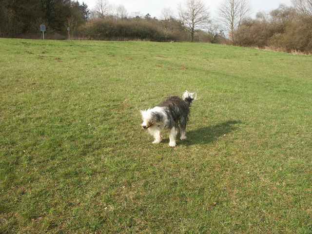 sally gaertner Bobtail Niddatalsperre