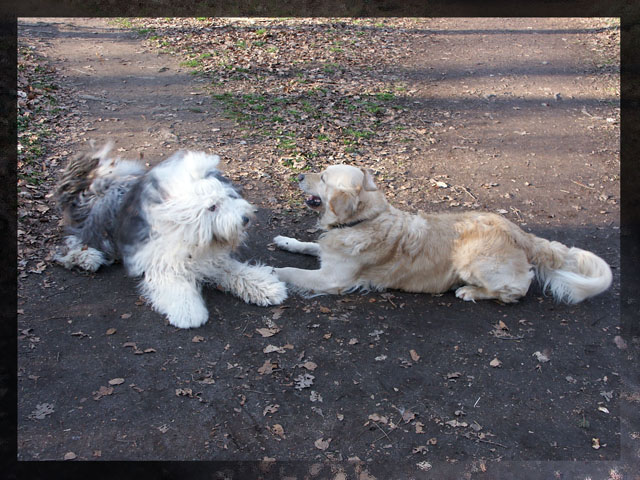 sally gaertner Bobtail Gatsby
