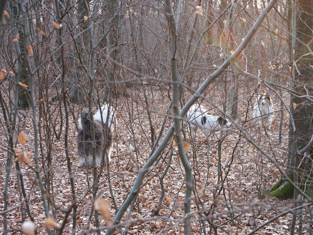 sally gaertner Bobtail 