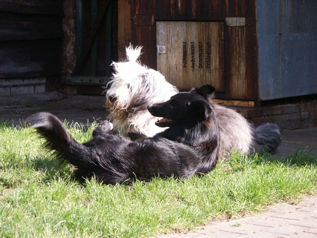 sally gaertner Bobtail Lucky