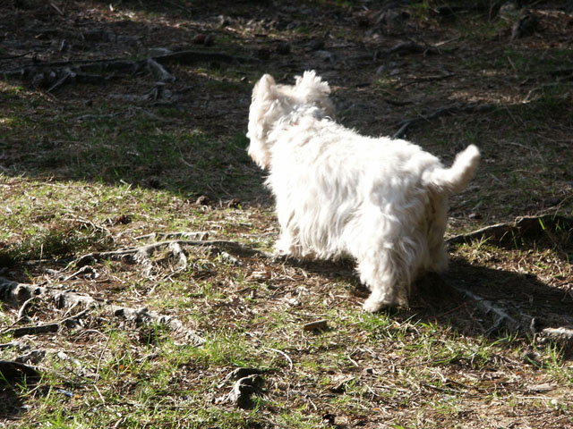 sally gaertner Bobtail Oscar