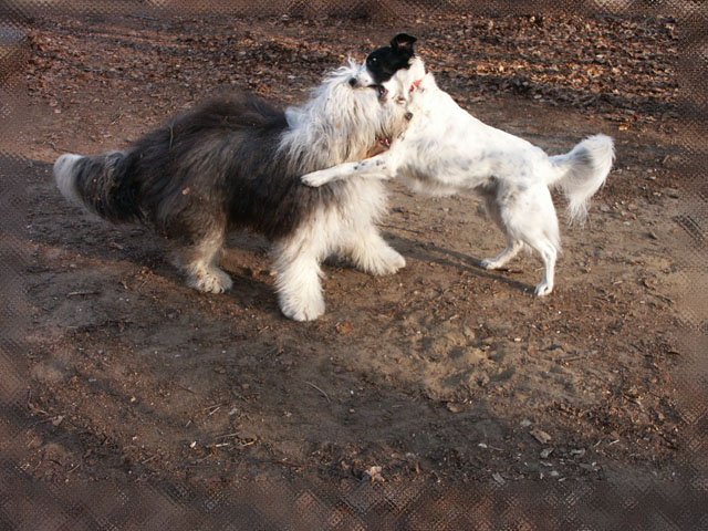 sally gaertner Bobtail Tommy