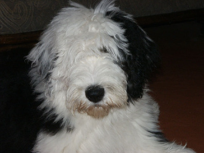 sally gaertner Bobtail 